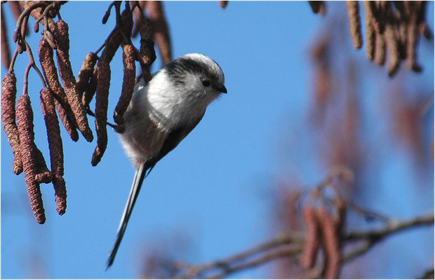 SCHWANZMEISE, LONG-TAILED TIT, AEGITHALOS CAUDATUS