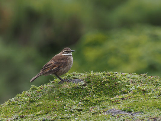 ZIMTFLÜGEL-UFERWIPPER, CHESTNUT-WINGED CINCLODES - CINCLODES ALBIDIVENTRIS