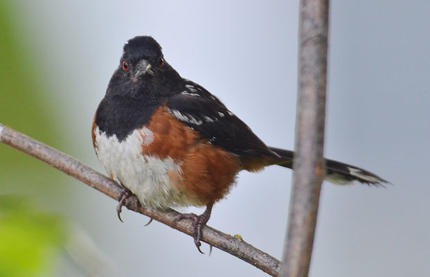 FLECKENGRUNDAMMER, SPOTTED TOWHEE, PIPILO MACULATUS