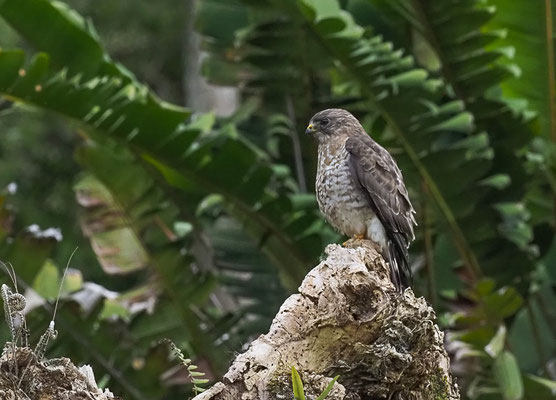 BREITSCHWINGENBUSSARD, BROAD-WINGED HAWK, BUTEO PLATYPTERUS