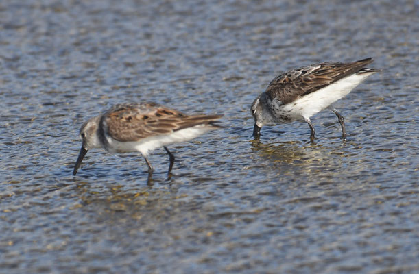 BERGSTRANDLÄUFER, WESTERN SANDPIPER, CALIDRIS MAURI