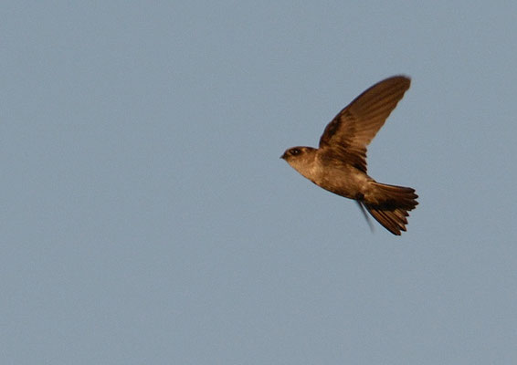 GLANZKOPFSALANGANE, GLOSSY  SWIFTLET, COLLACALIA ESCULENTA