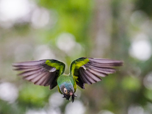Braunkopfsittich, Dusky-headed Parakeet - Aratinga weddellii