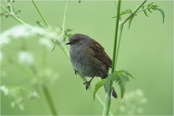 HECKENBRAUNELLE, DUNNOCK, PRUNELLA MODULARIS