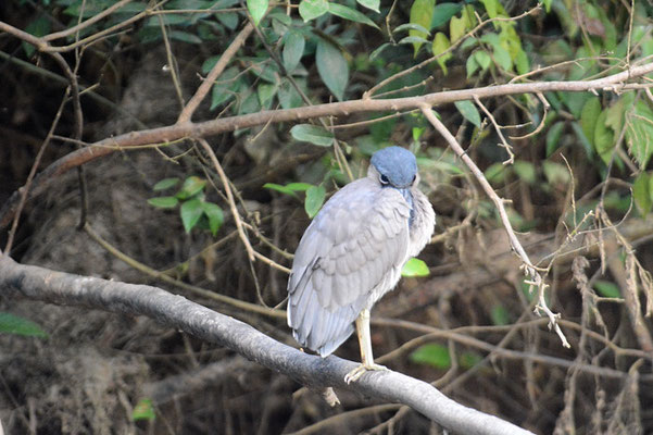 KAHNSCHNABEL, BOAT-BILLED HERON, COCHLEARIUS COCHLEARIUS