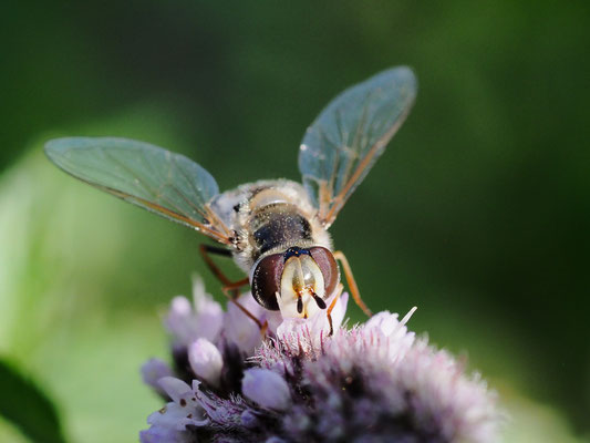 SPÄTE GROSSSTIRNSCHWEBFLIEGE, SCAEVA PYRASTRI