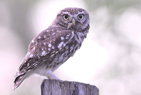 STEINKAUZ, LITTLE OWL , ATHENE NOCTUA