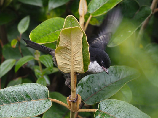 WEISSKEHLTANGARE, BLACK-BACKED BUSH-TANAGER - UROTHRAUPIS STOLZMANN