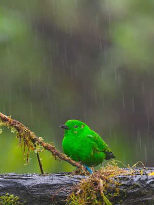 ROTOHR-BUNTTANGARE, GLISTENING-GREEN TANAGER - CHLOROCHRYSA PHOENICOTIS