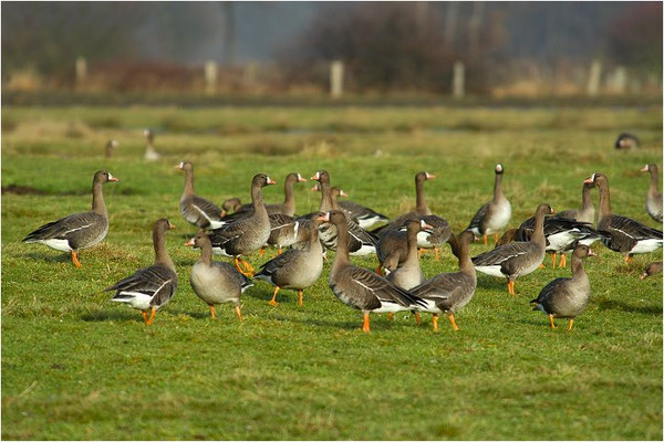 BLÄSSGANS, WHITE-FRONTED GOOSE, ANSER ALBIFRONS