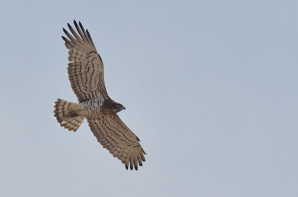 SCHLANGENADLER, SHORT-TOED EAGLE, CIRCAETUS GALLICUS