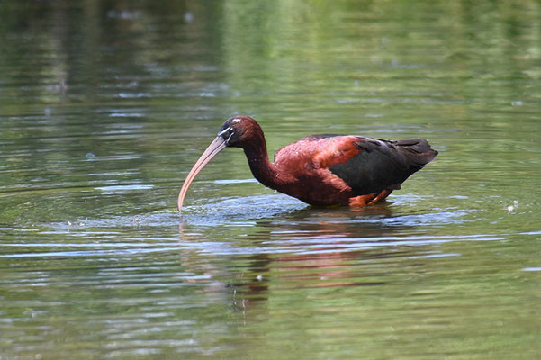 BRAUNER SICHLER, GLOSSY IBIS, PLEGADIS FALCINELLUS