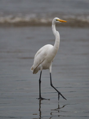 SILBERREIHER, GREAT EGRET - ARDEA ALBA