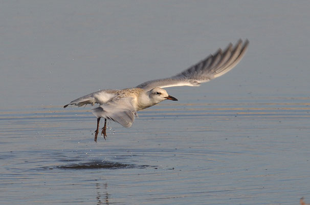 LACHSEESCHWALBE, GULL-BILLED TERN, GELOCHELIDON NILOTICA