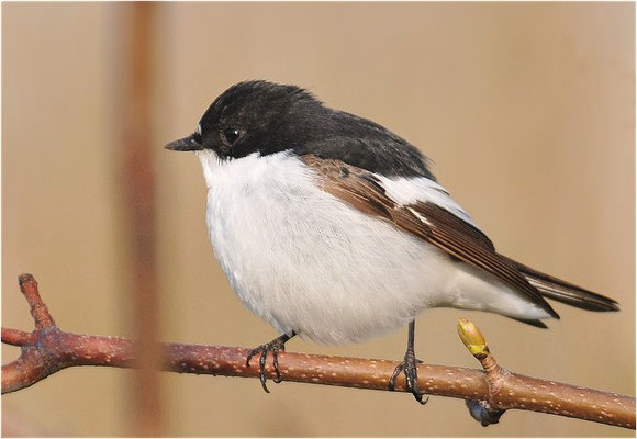 TRAUERSCHNÄPPER, PIED FLYCATCHER, FICEDULA HYPOLEUCA