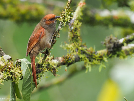GRAUKEHLSCHLÜPFER, SLATY SPINETAIL - SYNALLAXIS BRACHYURA
