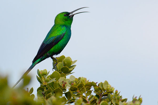 MALACHITNEKTARVOGEL, MALACHITE SUNBIRD, NECTARINIA FAMOSA