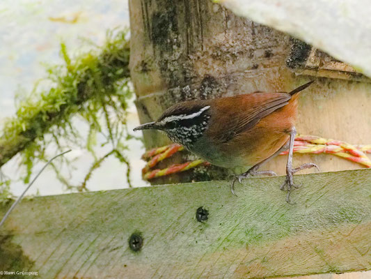 EINSIEDLERZAUNKÖNIG, GRAY-BREASTED WOOD-WREN - HENICORHINA LEUCOPHRYS