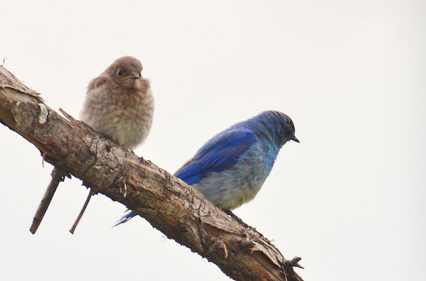 BERGHÜTTENSÄNGER, MOUNTAIN BLUEBIRD, SIALIA CURROCOIDES