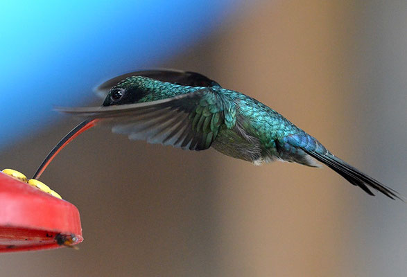 GRÜNER SCHATTENKOLIBRI, GREEN HERMIT, PHAETORNIS GUY