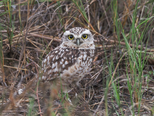 Kanincheneule, Burrowing Owl - Athene cunicularia