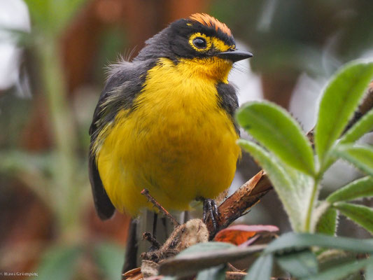 BRILLENWALDSÄNGER, SPECTACLED WHITESTART - MYIOBORUS  MELANOCEPHALUS