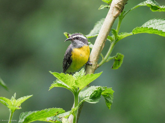 Zuckervogel, bananaquit - coereba flaveola