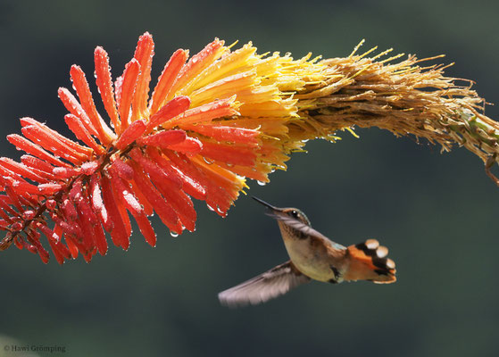 VULKANELFE, VULCANO HUMMINGBIRD, SELASPHORUS FLAMMULA