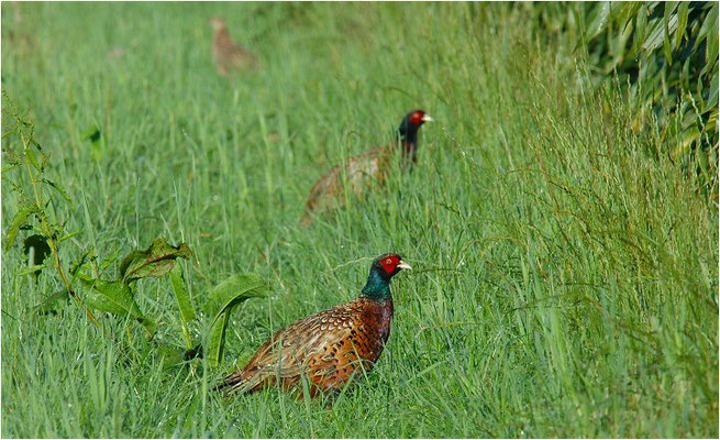 FASAN, COMMON PHEASANT, PHASIANUS COLCHICUS