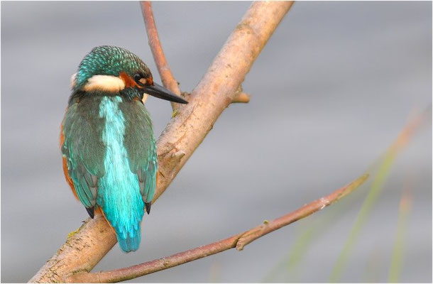 EISVOGEL, COMMON KINGFISHER, ALCEDO ATTHIS
