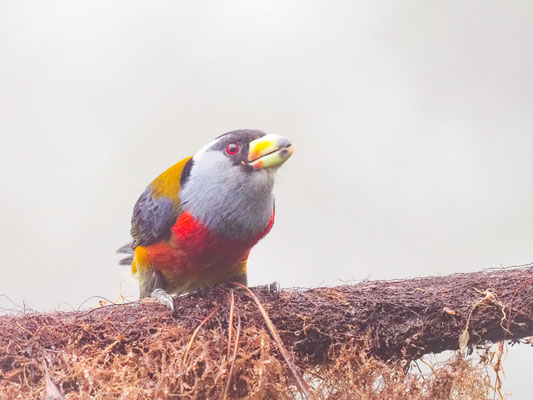 Tukan-Bartvogel, Toucan Barbet - Semnornis ramphastinus