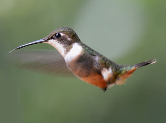 Violettkehl-Sternkolibri, Magenta-throated woodstar, Calliphlox bryantae