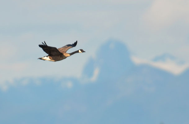 KANADAGANS, CANADA GOOSE, BRANTA CANADENSIS