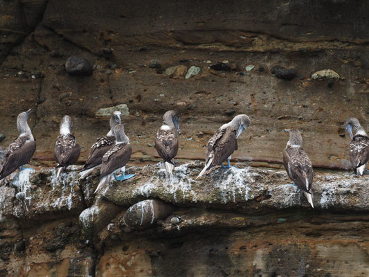 BLAUFUSSTÖLPEL, BLUE-FOOTED BOOBY - SULA NEBOUXII
