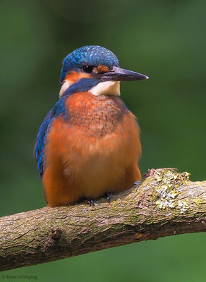 EISVOGEL, COMMON KINGFISHER, ALCEDO ATTHIS