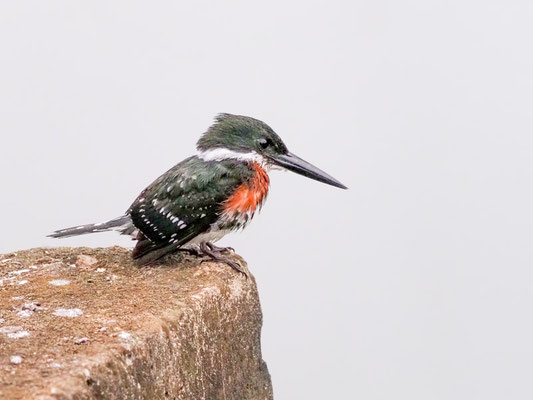 Grünfischer, Green Kingfisher - Chloroceryle americana