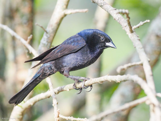 GLANZKUHSTÄRLING, SHINY COWBIRD - MOLOTHRUS BONARIENSIS