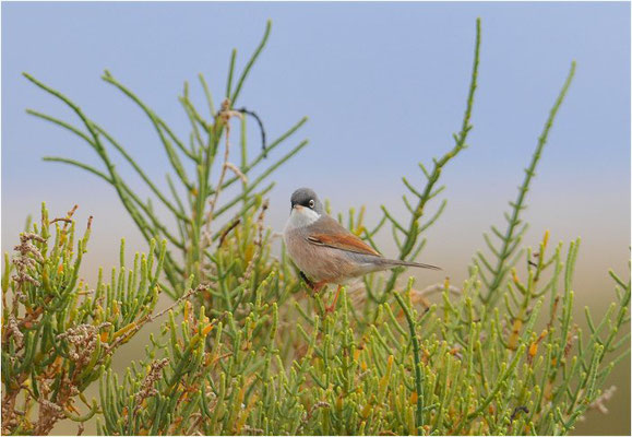 BRILLENGRASMÜCKE, SPECTACLED WARBLER, SYLVIA CONSPICILLATA