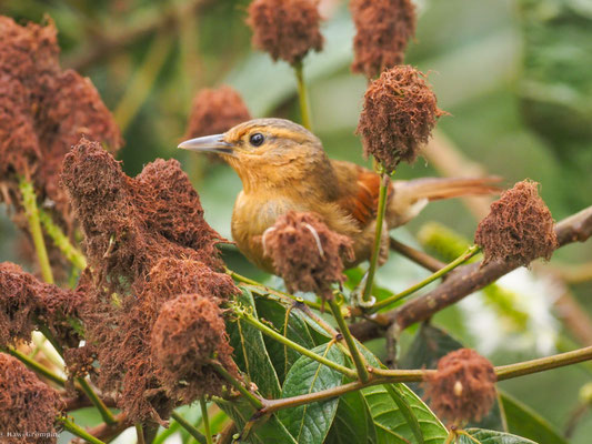 Ockerstirn-Blattspäher, Buff-fronted Foliage-gleaner - Philydor rufum
