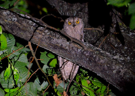 ZWERGOHREULE, SCOPS OWL, OTUS SCOPS