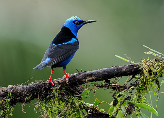 TÜRKISNASCHVOGEL, RED-LEGGED HONEYCREEPER, CYANERPES CYANEUS
