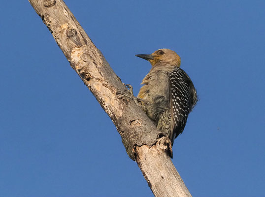 HOFFMANNSPECHT, HOFFMANN´S WOODPECKER, MELANERPES HOFFMANNII