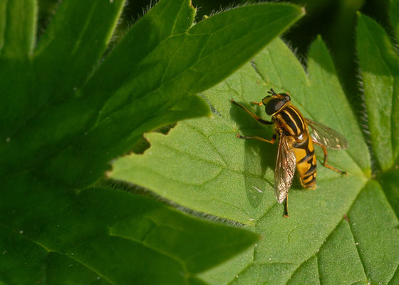 GEMEINE SUMPFSCHWEBFLIEGE, HELOPHILUS PENDULUS