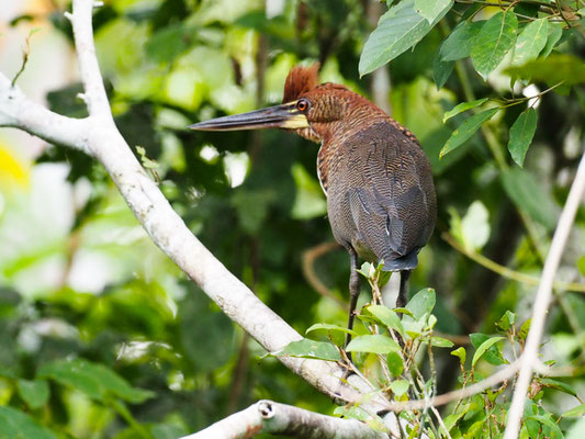 Marmorreiher, Rufescent Tiger-Heron - Tigrisoma lineatum