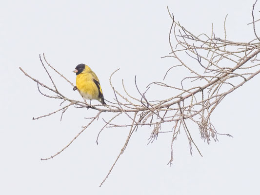 Magellanzeisig, Hooded Siskin - Sporagra magellanica