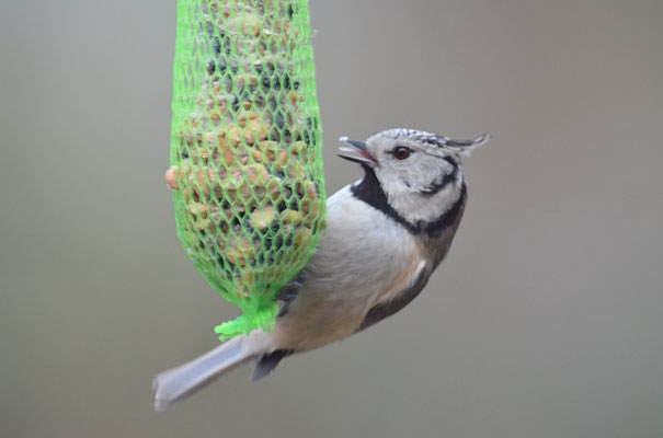 HAUBENMEISE, CRESTED TIT, LOPHOPHANES CRISTATUS