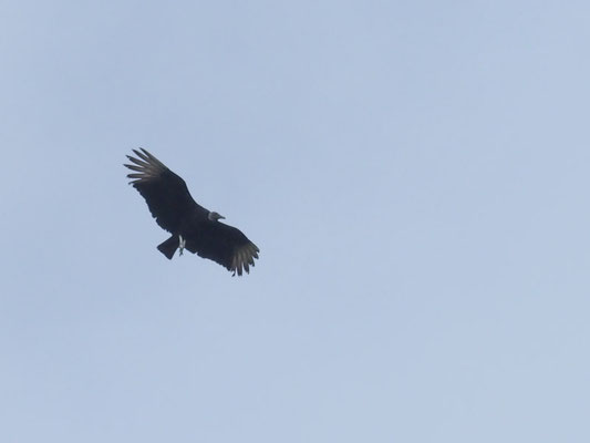 RABENGEIER, BLACK VULTURE - CORAGYPS ATRATUS