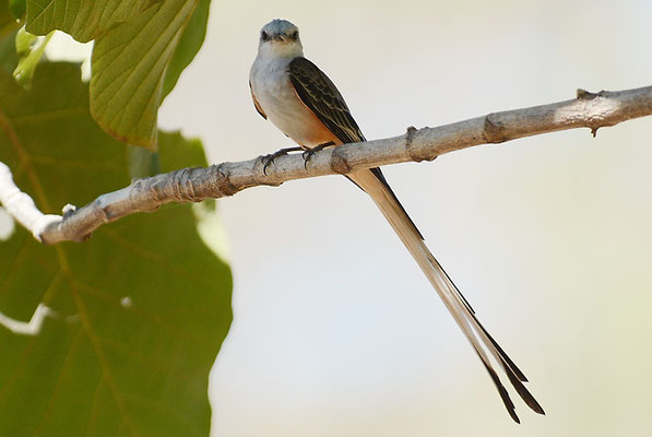SCHERENSCHWANZ-KÖNIGSTYRANN, SCISSOR-TAILED FLYCATCHER, TYRANNUS FORFICATUS