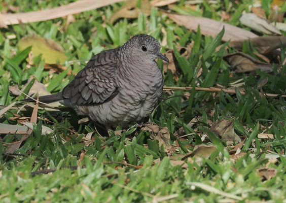 INKATÄUBCHEN, INCA DOVE, COLUMBINA INCA