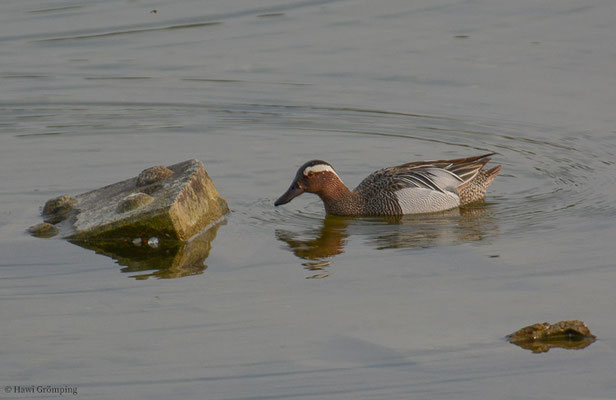 KNÄKENTE, GARGANEY, ANAS QUERQUEDULA